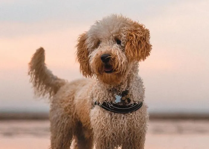 ホテル Beachhouse 4*